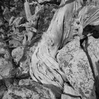 Gnarled Root CU Mono