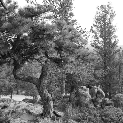 Pine near Cabin Mono
